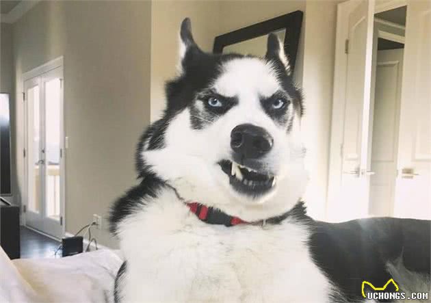 劝告！第一次养狗，就避开养这7种狗狗