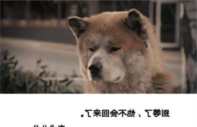 黄狗贱？中国国犬地位何以至此？