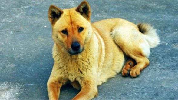 黄狗贱？中国国犬地位何以至此？