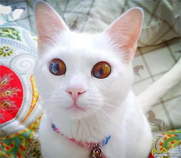 超美的18只猫咪，看第一眼就会喜欢上它，送你你会选那一只