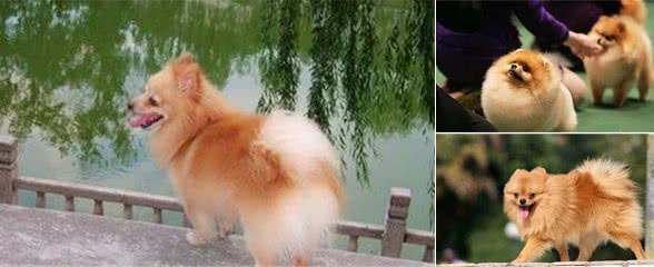 养博美犬,千万不要养公的,这6点太吓人了