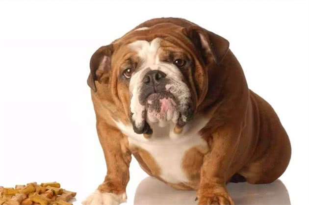 人患糖尿病很常见，那么铲屎官们知道犬糖尿病吗？怎么回事呢？