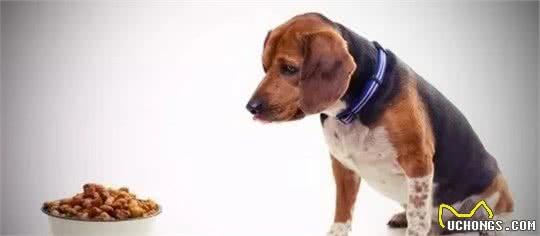 人患糖尿病很常见，那么铲屎官们知道犬糖尿病吗？怎么回事呢？