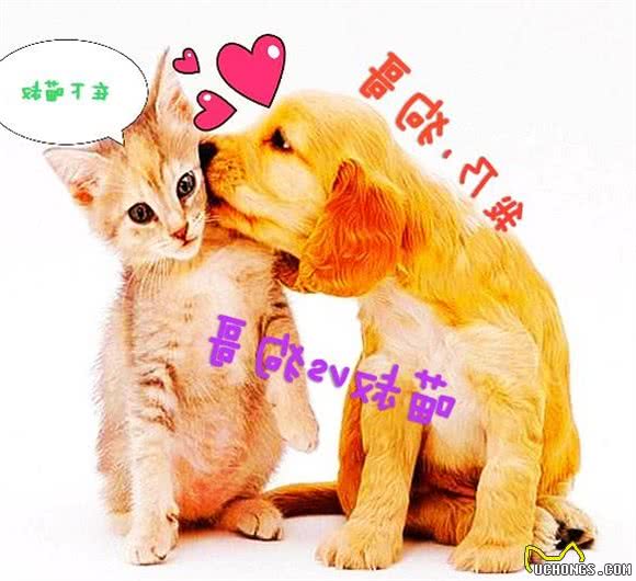 人患糖尿病很常见，那么铲屎官们知道犬糖尿病吗？怎么回事呢？