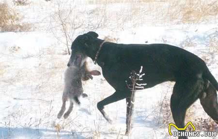 尼罗河畔的飞毛腿—灵缇犬和惠比特犬