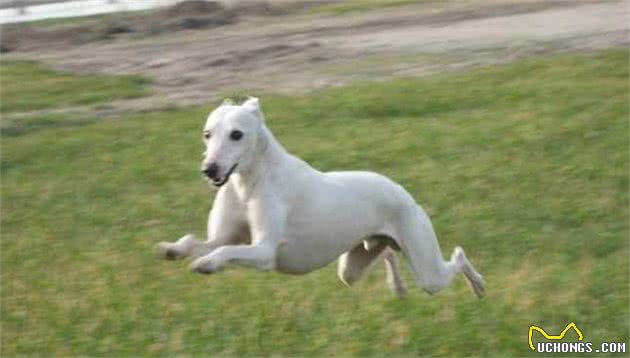 尼罗河畔的飞毛腿—灵缇犬和惠比特犬