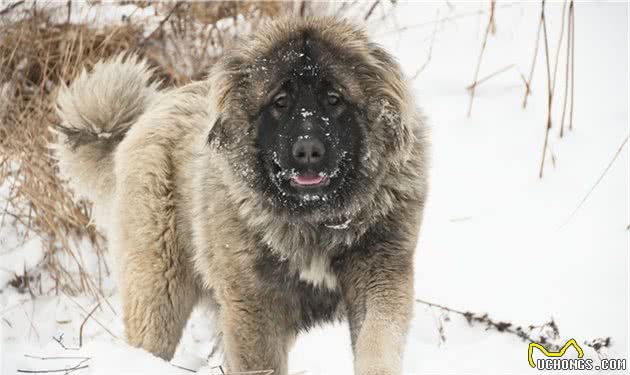 十大世界名犬，其中一些好多人都没听说过，更别提见到过