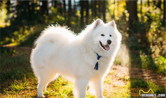 十大世界名犬，其中一些好多人都没听说过，更别提见到过