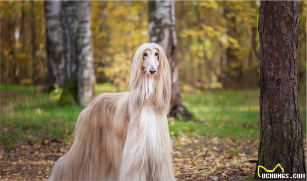 十大世界名犬，其中一些好多人都没听说过，更别提见到过