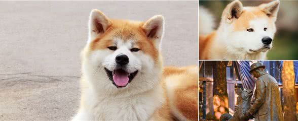 忠犬八公原型，秋田犬虽然忠诚，但这种狗狗并不容易养