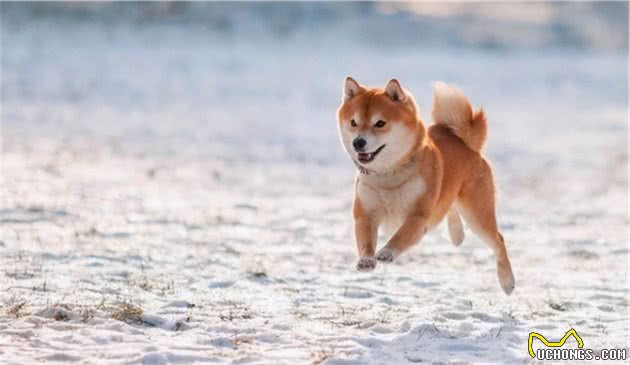 教您如何挑选一只优秀的柴犬幼犬