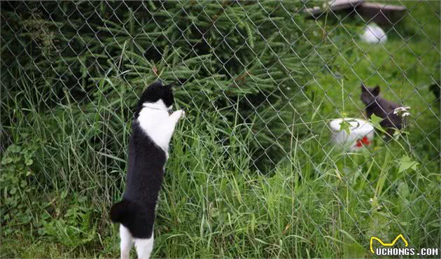 ③谈谈猫和狗之间关系，它们和主人的关系