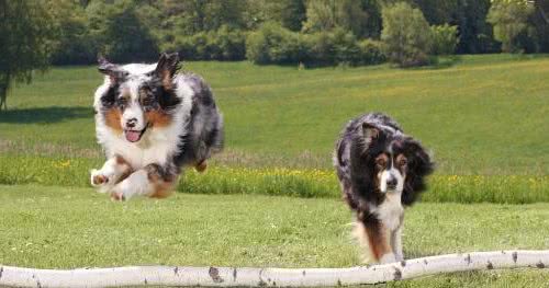 你家养的狗狗聪明吗？查查犬类智商排行就知道了