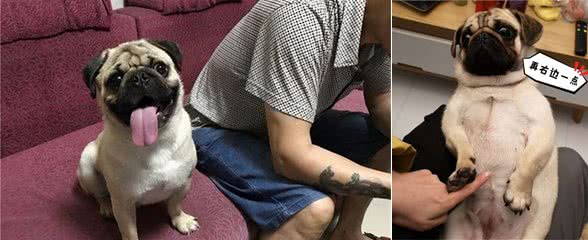 巴哥把你当“父母”时，会有这些迹象
