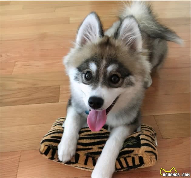 博美和西伯利亚雪橇犬的混血Pomsky，为什么人气那么高？