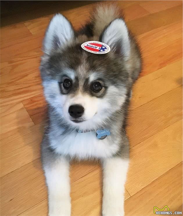 博美和西伯利亚雪橇犬的混血Pomsky，为什么人气那么高？