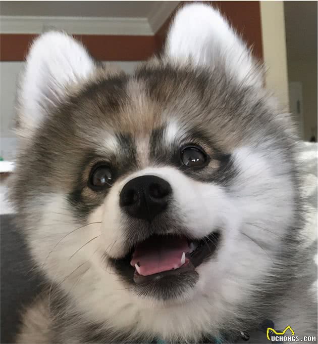 博美和西伯利亚雪橇犬的混血Pomsky，为什么人气那么高？