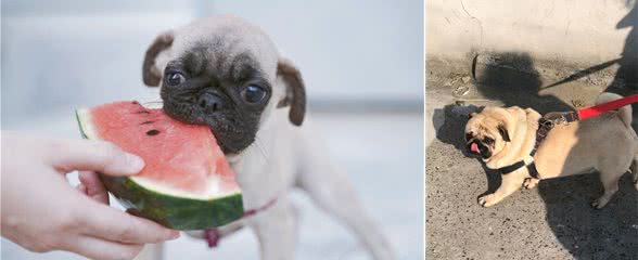 饲养巴哥犬的十大理由，看完后，你心动了吗