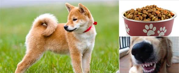 狗狗有这些行为，多半是讨厌主人了