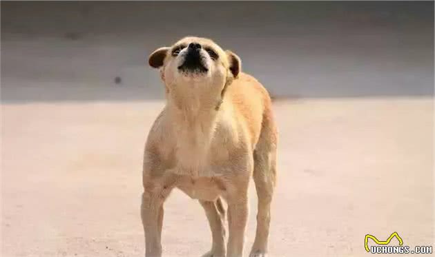 狗狗舔你的脸是表达爱意?不对!原来我们误会它们很久了!