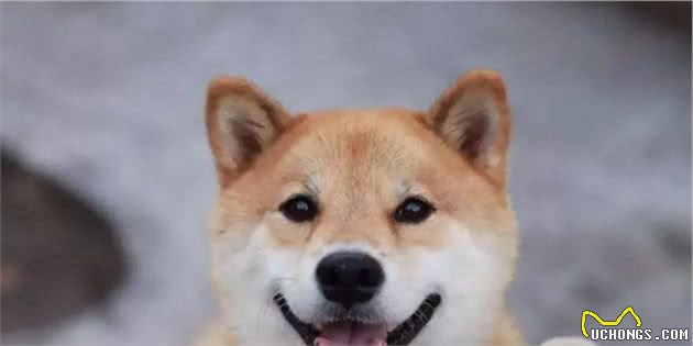 狗狗舔你的脸是表达爱意?不对!原来我们误会它们很久了!
