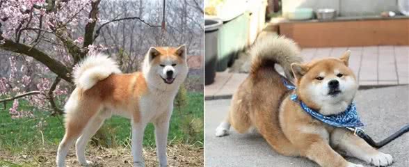 秋田犬和柴犬傻傻分不清，搞清楚下面几点，一眼就能分清