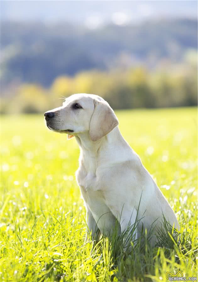 你的狗狗上榜了吗？“汪星人”智商排名，最聪明的10种宠物犬