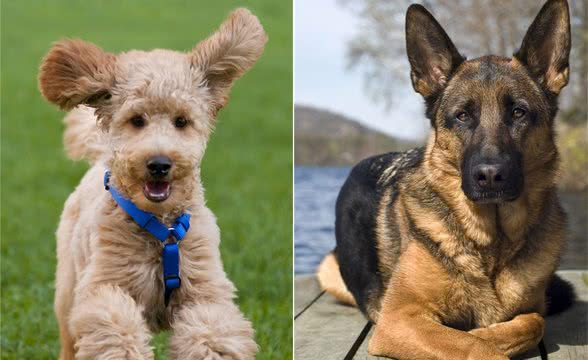 你的狗狗上榜了吗？“汪星人”智商排名，最聪明的10种宠物犬