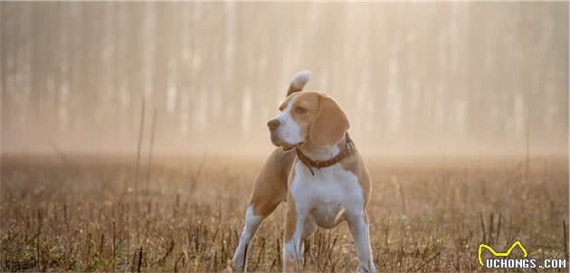 饲养“比格犬”，新手需要注意什么？