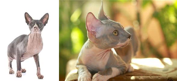 可爱的小恶魔—斯芬克斯猫Sphinxcat