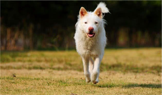 曾经是华夏第一猎犬，如今已无人闻名，沦为田园犬