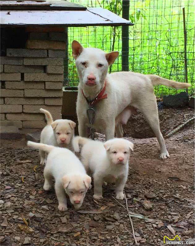 曾经是华夏第一猎犬，如今已无人闻名，沦为田园犬