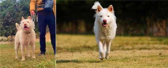 曾经是华夏第一猎犬，如今已无人闻名，沦为田园犬