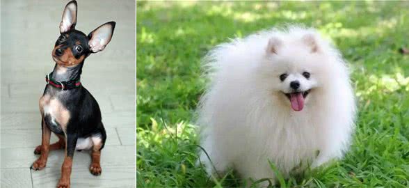 小型犬太多挑花了眼？看完这篇文再决定吧，走过路过不要错过哦