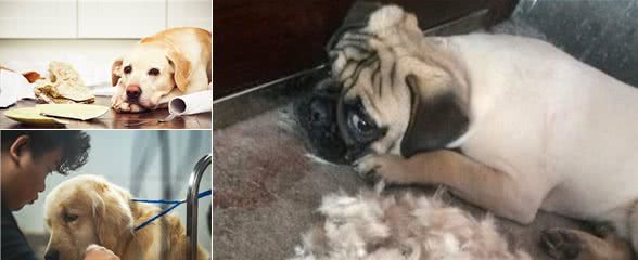 对狗狗做这8种事，跟上刑没什么两样