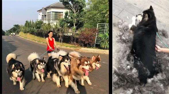 养犬！千万不要养“阿拉斯加犬”！有一点让人无法忍受，看着心烦