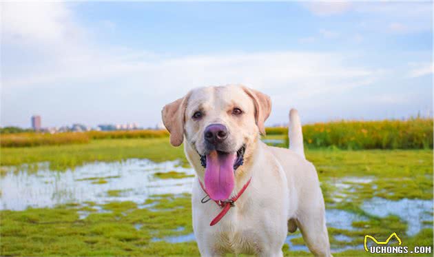 导盲犬小Q，它的品种可能是世界最适合当导盲犬的狗狗