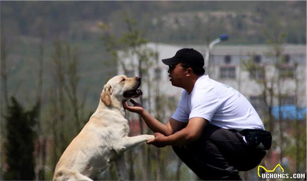 导盲犬小Q，它的品种可能是世界最适合当导盲犬的狗狗