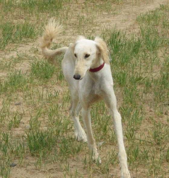 中华神犬—“哮天犬”细犬