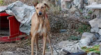 中华神犬—“哮天犬”细犬