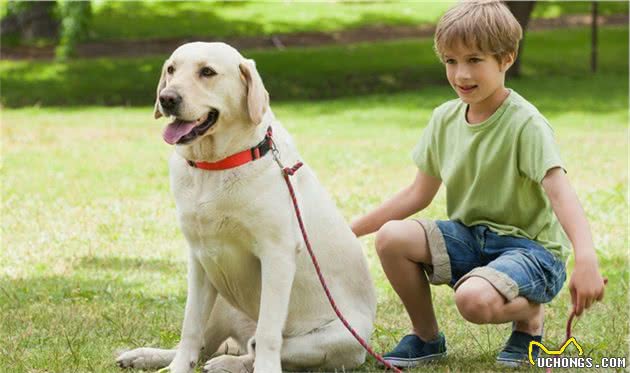 想让狗狗乖乖陪你散步？训犬师教你三个技巧，让被狗遛变成遛狗