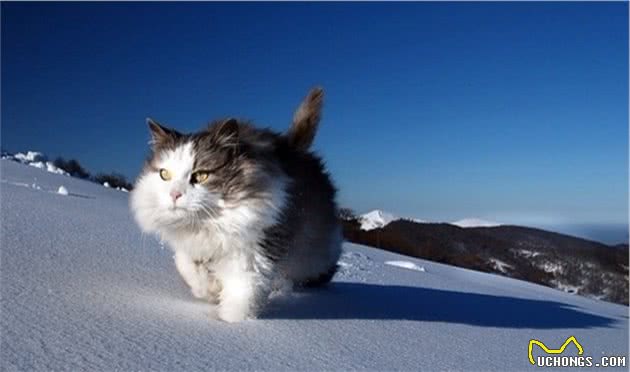 辟谣！猫咪不需要穿衣服保暖，三点告诉你，冬天如何给爱猫保暖！