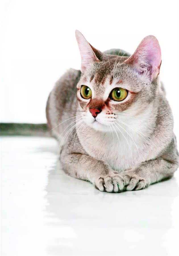 与新加坡猫一同生活，你必须了解哪些？｜养护