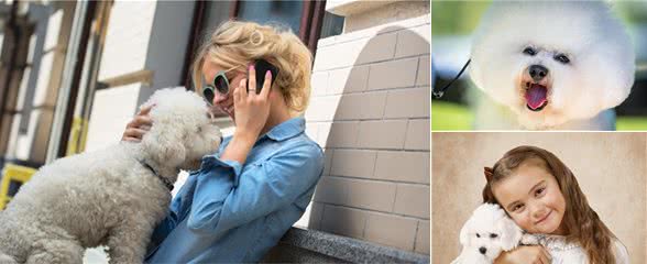 养比熊犬的6个好处，用事实说服你，心甘情愿成为狗奴