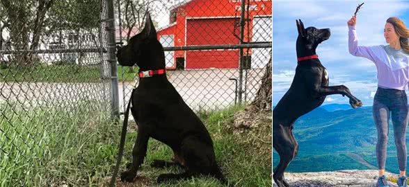 大丹犬酷似蝙蝠侠，但真正让它拥有高人气是和人亲近…