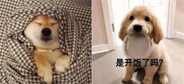 换季啦，秋季养狗有几大常见问题，你一定要注意