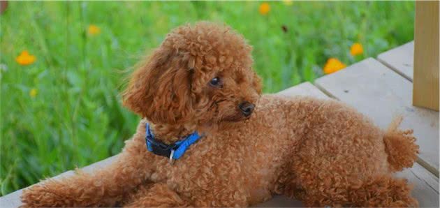 把“泰迪犬”当成孩子养，只是在伤害它