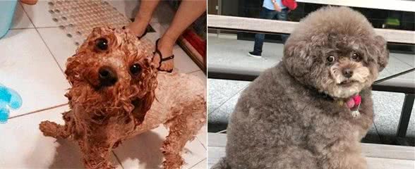 把“泰迪犬”当成孩子养，只是在伤害它