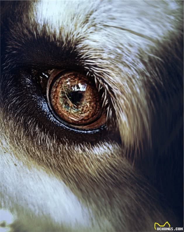 狗狗流眼泪，其实并不一定是伤心，可能是告诉你它的眼睛不舒服