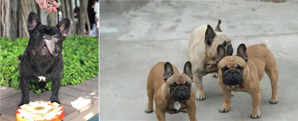 向往优宠_宠物课堂，法国斗牛犬多少钱，常见的有哪些等级？